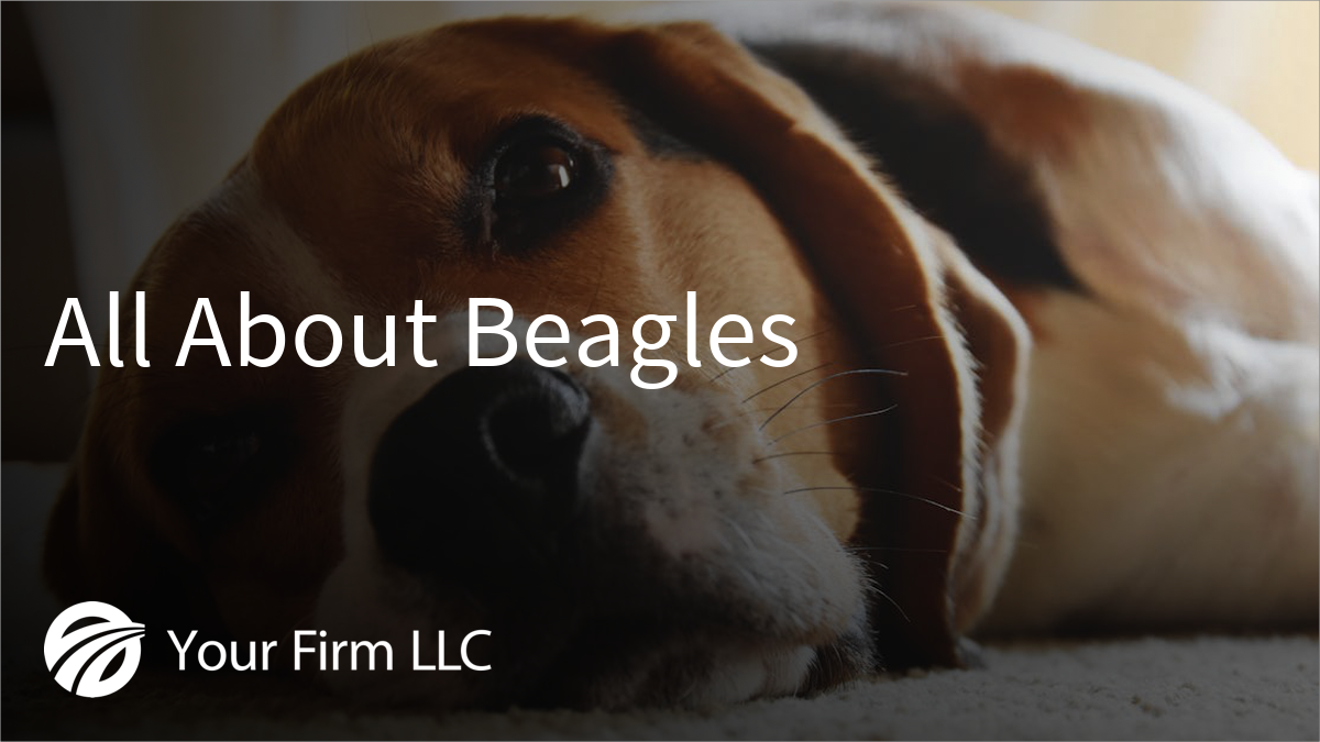 All About Beagles